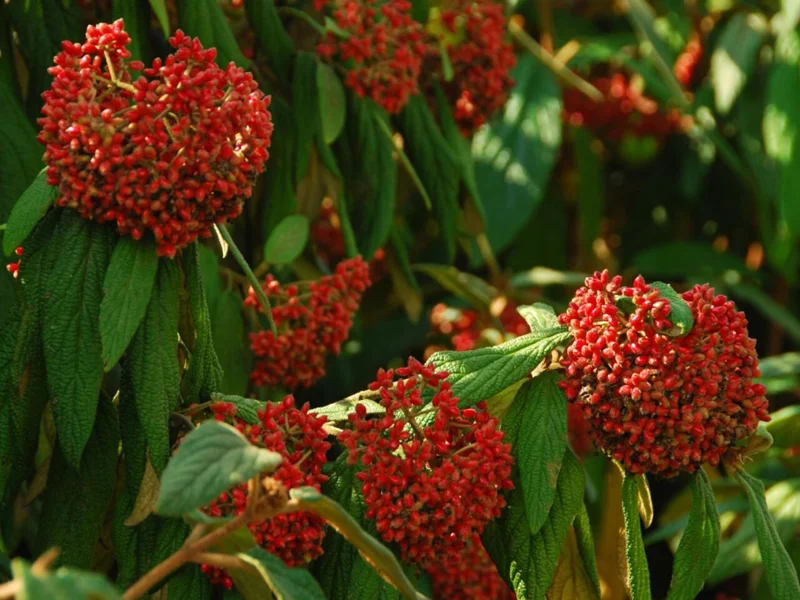 Pragense Viburnum Live Plant – 6-12 Inch Tall Shrub for Outdoor Landscaping - Image 1