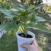 Purple Okinawa Sweet Potato Live Plants - 5 Count - Ipomoea batatas - Edible Root Crop - Image 1