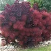 Purple Smoke Tree Live Plant – 6-12 Inch Tall – Quart Pot – Outdoor Shrub Purple Smoke Tree Live Plant – 6-12 Inch Tall – Quart Pot – Outdoor Shrub - Image 1