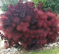 Purple Smoke Tree Live Plant – 6-12 Inch Tall – Quart Pot – Outdoor Shrub - Image 1