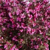 Reblooming Weigela Live Plant 6-12 Inch Tall - Rosy Pink Flowers, Purple Foliage - Image 1