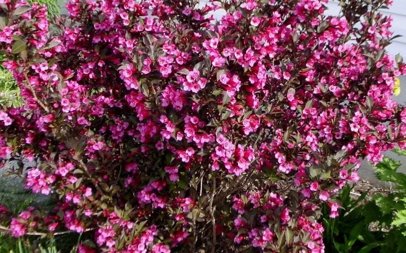 Reblooming Weigela Live Plant 6-12 Inch Tall - Rosy Pink Flowers, Purple Foliage - Image 1