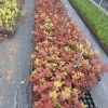 Red Choke Cherry Tree Live Plant – 6 to 12 Inch Tall, 2.5" Pot – Outdoor Fruiting Tree - Image 1