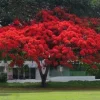 Red Flamboyant Tree Seeds - Royal Poinciana Delonix Regia - 10 Seeds - Image 1