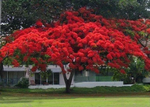 Red Flamboyant Tree Seeds - Royal Poinciana Delonix Regia - 10 Seeds - Image 1