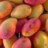 Red Mango Unrooted Cuttings - Set of 5 Mangifera indica Propagation - Image 1