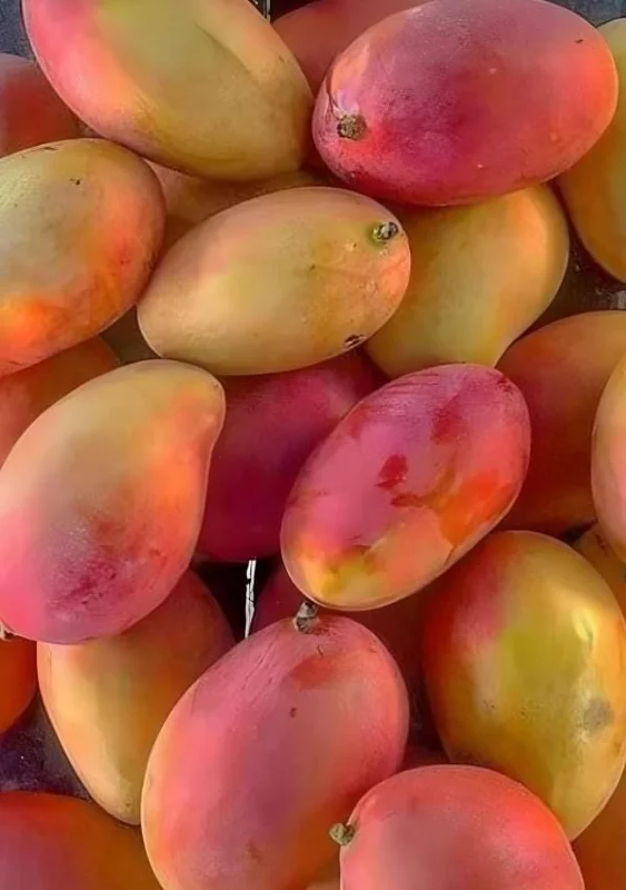 Red Mango Unrooted Cuttings - Set of 5 Mangifera indica Propagation - Image 1