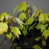 Red Maple Tree Live Plant – 6-12 Inch Tall, 2.5" Pot – Outdoor Shade Tree Red Maple Tree Live Plant – 6-12 Inch Tall, 2.5" Pot – Outdoor Shade Tree - Image 1