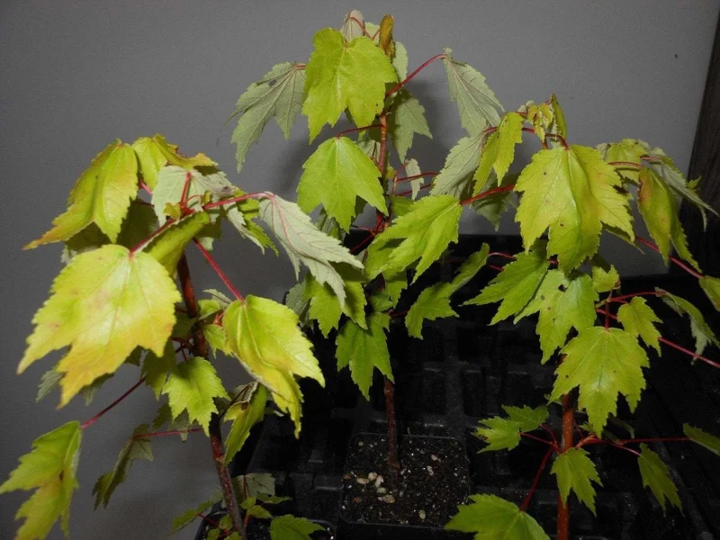 Red Maple Tree Live Plant – 6-12 Inch Tall, 2.5" Pot – Outdoor Shade Tree - Image 1