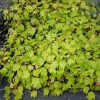 Red Maple Tree Live Plant - 6 to 12 Inch Tall, 4" Pot, Native Shade Tree - Image 1