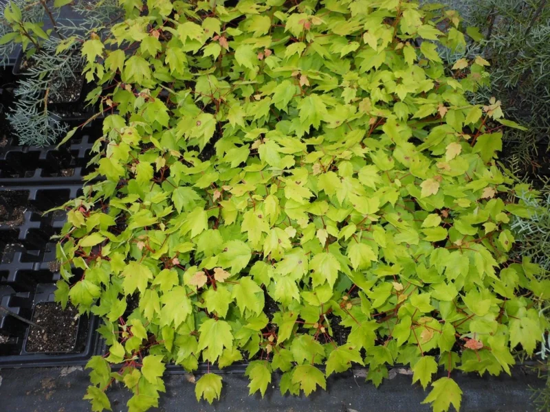 Red Maple Tree Live Plant - 6 to 12 Inch Tall, 4" Pot, Native Shade Tree - Image 1