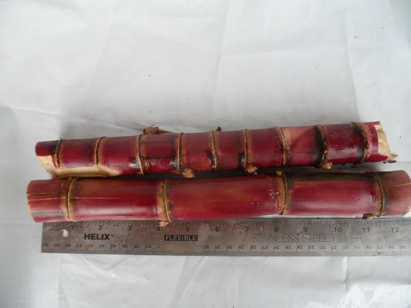 Red Stripe Sugar Cane Live Plant Cuttings - 2x 10-inch Pieces - Image 1