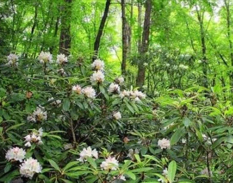 Rosebay Rhododendron Maximum Live Plant 6-12 inches Tall - Outdoor Shrub - Image 2