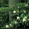 Rosebay Rhododendron Maximum Live Plant 6-12 inches Tall - Outdoor Shrub - Image 1