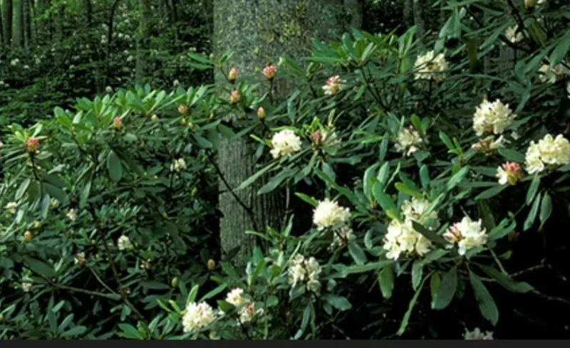 Rosebay Rhododendron Maximum Live Plant 6-12 inches Tall - Outdoor Shrub - Image 1