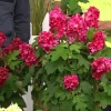 Ruby Slippers Oakleaf Hydrangea Live Plant 6-12 inches Tall Outdoor Shrub - Image 1