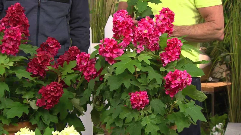 Ruby Slippers Oakleaf Hydrangea Live Plant 6-12 inches Tall Outdoor Shrub - Image 1