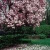 Saucer Magnolia Soulangeana Live Plant 6-12 Inch Tall - 2.5" Pot Shrub/Tree Outdoor Saucer Magnolia Soulangeana Live Plant 6-12 Inch Tall - 2.5" Pot Shrub/Tree Outdoor - Image 1