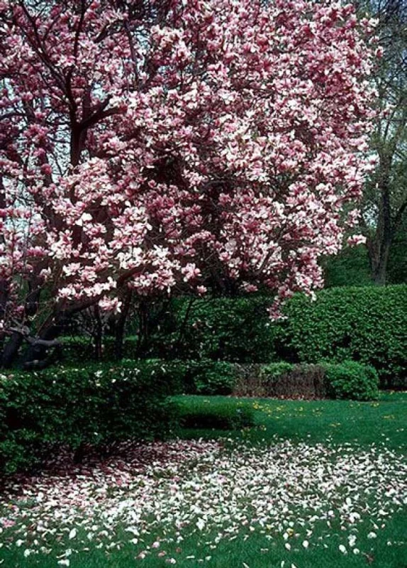 Saucer Magnolia Soulangeana Live Plant 6-12 Inch Tall - 2.5" Pot Shrub/Tree Outdoor - Image 1