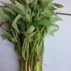 Set of 10 Pink Korean Sweet Potato Slips - Ipomoea batatas - Live Plant for Garden - Image 1
