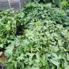 Set of 10 Purple Skin White Flesh Sweet Potato Slips - Ipomoea batatas - Heirloom Edible Live Plants for Gardens Set of 10 Purple Skin White Flesh Sweet Potato Slips - Ipomoea batatas - Heirloom Edible Live Plants for Gardens - Image 1