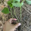 Set of 4 Betel Leaves Lolot Bare Root Plants - Piper sarmentosum - Edible Herb - Image 1