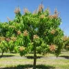 Set of 5 Carrie Mango Cuttings - Unrooted Mangifera indica for Propagation - Image 1