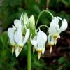 Shooting Star Bulbs – 5 Pack Perennial Wildflower – Full Sun to Partial Shade - Image 1