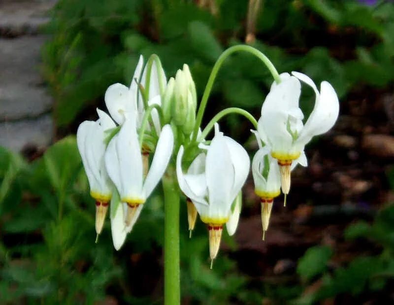 Shooting Star Bulbs – 5 Pack Perennial Wildflower – Full Sun to Partial Shade - Image 1