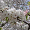Snowgoose Flowering Cherry Tree Live Plant 6-12 Inch Tall - Deciduous Outdoor Tree - Image 1