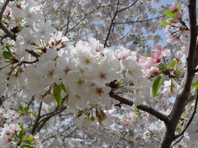 Snowgoose Flowering Cherry Tree Live Plant 6-12 Inch Tall - Deciduous Outdoor Tree - Image 1