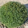 Snowmound Spirea Live Plant – 6-12 Inch Tall Shrub – Quart Pot – Outdoor - Image 1