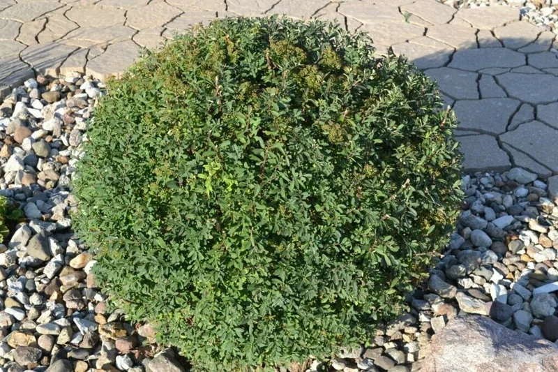 Snowmound Spirea Live Plant – 6-12 Inch Tall Shrub – Quart Pot – Outdoor - Image 1