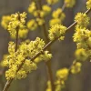 Spice Bush Live Plant 6-12 Inch Tall (Lindera benzoin) Outdoor Shrub - Image 1