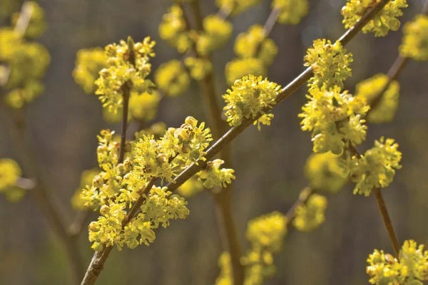 Spice Bush Live Plant 6-12 Inch Tall (Lindera benzoin) Outdoor Shrub - Image 1