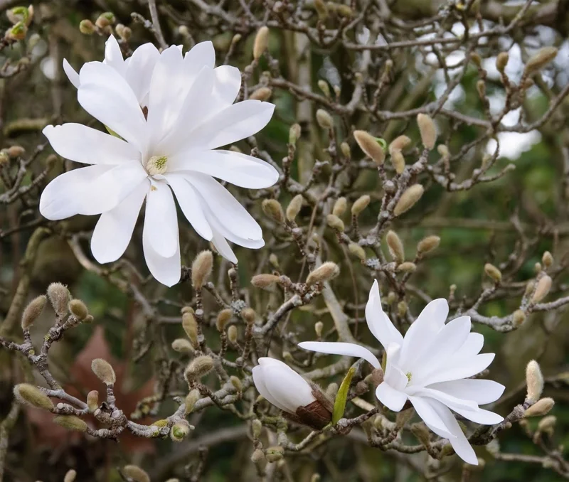 Star Magnolia Live Plant 6-12 Inch Tall 4 In Pot - Fragrant White Flowers - Image 1