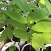 Sugar Apple Live Starter Plant - 5-9" Tall Annona squamosa - Tropical Fruit Tree Sugar Apple Live Starter Plant - 5-9" Tall Annona squamosa - Tropical Fruit Tree - Image 1