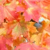 Sugar Maple Tree Live Plant - 6-12 Inch Tall, Quart Pot, Outdoor - Image 1