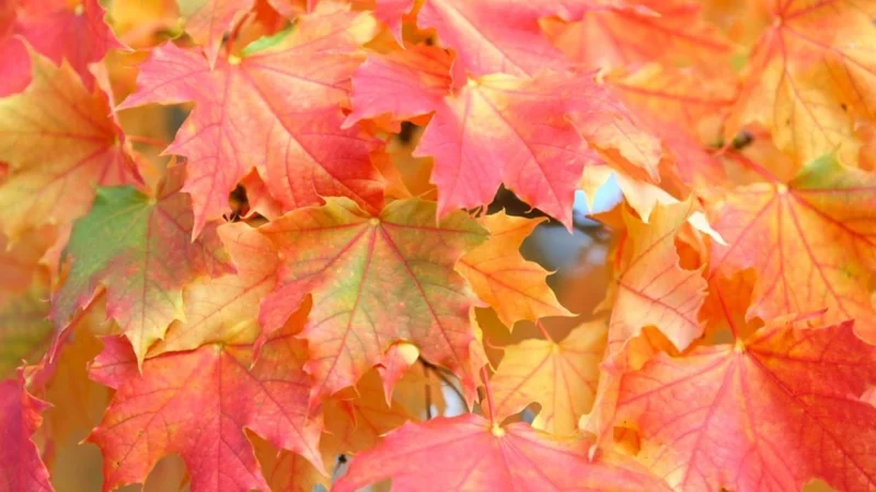 Sugar Maple Tree Live Plant - 6-12 Inch Tall, Quart Pot, Outdoor - Image 1