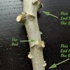 Sweet Yuca Cassava Cuttings - 5x Manihot Esculenta Root Clippings Sweet Yuca Cassava Cuttings - 5x Manihot Esculenta Root Clippings - Image 1