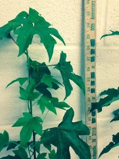 Sweetgum Tree Live Plant - 6-12 Inch Tall, 2.5" Pot (Liquidambar styraciflua) Outdoor Shade Tree - Image 1
