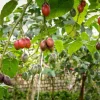 Tamarillo Tomato Live Plant - Set of 2 - 4-8" Tall Tree Tomato Fruit Plant for Garden & Containers - Image 1