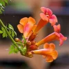 Trumpet Vine Live Plant - Orange Flowering Climber - 4 inch Pot - Image 1