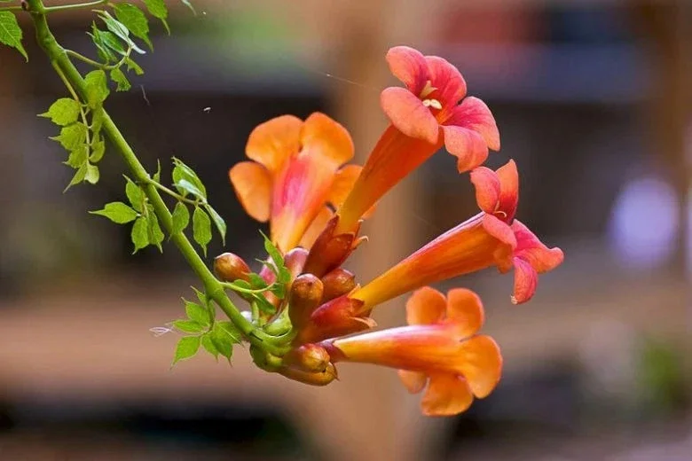 Trumpet Vine Live Plant - Orange Flowering Climber - 4 inch Pot - Image 1