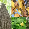 Tulip Tree Live Plant – 6-12 Inch Tall Liriodendron Tulipifera – 1 Quart Pot - Image 1