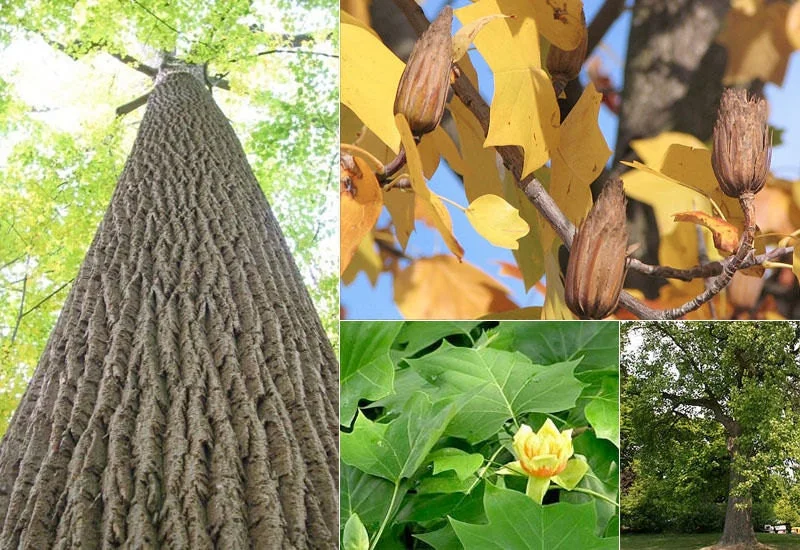 Tulip Tree Live Plant – 6-12 Inch Tall Liriodendron Tulipifera – 1 Quart Pot - Image 1