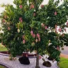 Valencia Mango Cuttings - Set of 5 Unrooted Mangifera indica Propagation Cuttings - Image 1