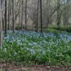 Virginia Bluebell Bare Root Plant - 5 Roots, Shade Lover, Zones 4-9 - Image 1