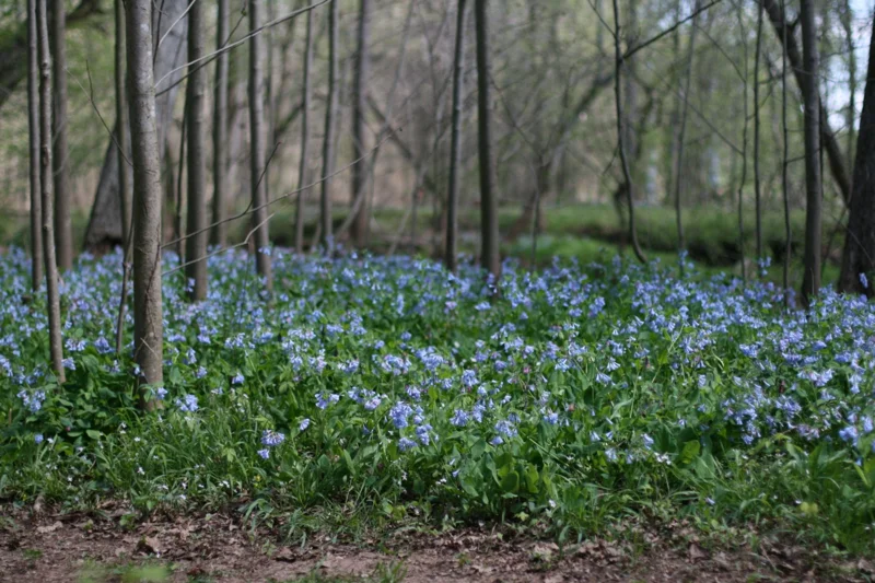 Virginia Bluebell Bare Root Plant - 5 Roots, Shade Lover, Zones 4-9 - Image 1