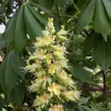 White Buckeye Tree - Hardy Bare Root Live Plant 1+ Foot Tall - Image 1